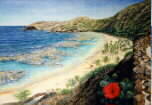 Hanauma Hibiscus