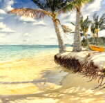 The Shade of Palms