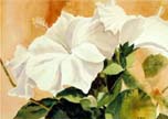 "White Hibiscus" by Carli Oliver