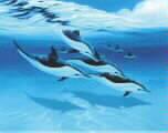 Dolphins Next Excursion