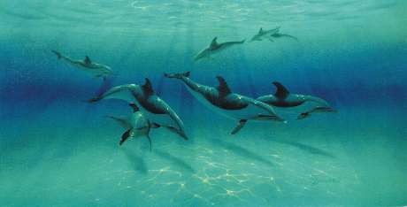 Dolphin Excursion