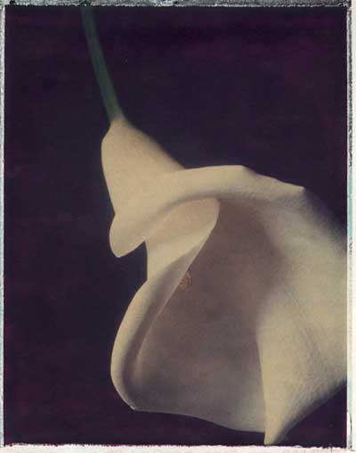 Calla I