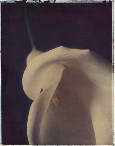 Calla II