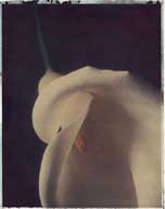 Calla II