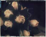 Gardenia