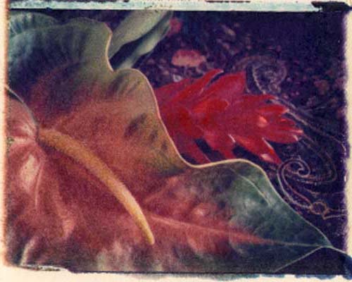 Anthurium / Ginger