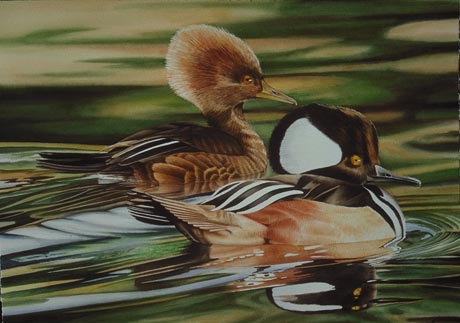 Hooded Mergansers