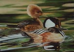 Hooded Mergansers