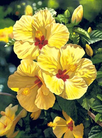 Yellow Hibiscus #18 by Garry Palm