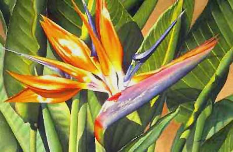 Bird of Paradise #1 by Garry Palm