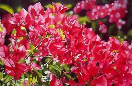 "Bougainvilleas #2" by Garry Palm
