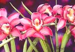 "Pink Cymbidium Orchids" by Garry Palm