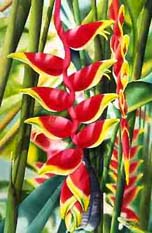 "Hanging Heliconias #1" by Garry Palm
