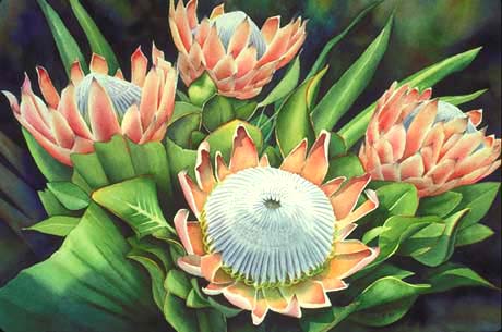 "King Proteas #1" by Garry Palm