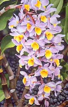 "Honohono Orchids" by Garry Palm