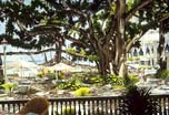 "Moana Banyan Tree" by Garry Palm