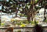 "Moana Banyan Tree" by Garry Palm