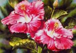 "Pink Hibiscus" by Garry Palm