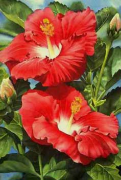 "Red Hibiscus #2" by Garry Palm