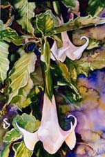 Angels Trumpet