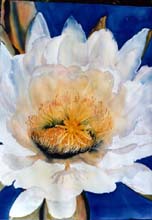 White Flower / Blue Sky