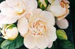 Jungle Gardenia