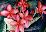 Red Plumerias