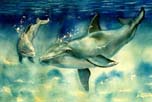 Dolphin & Calf