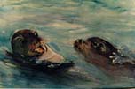 Monk Seals